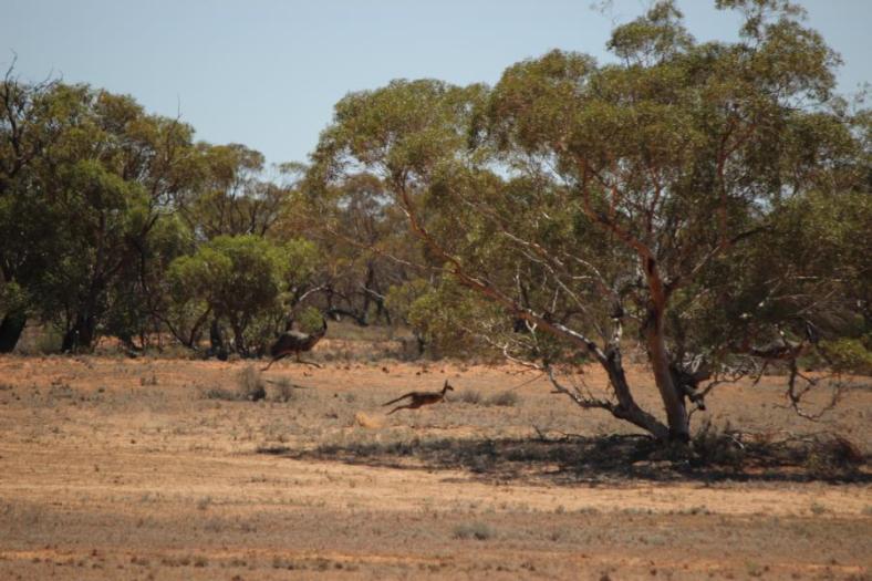 Wer ist schneller ? Emu, Känguru oder Bruce