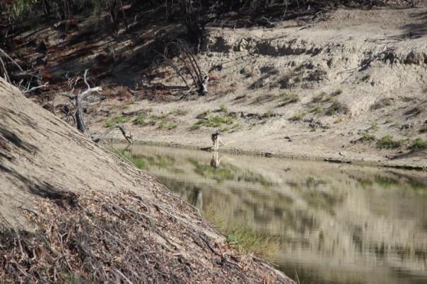 Nach langer Zeit sehen wir wieder ein Red Kangaroo, das größte Känguru Australiens, Kinchega NP