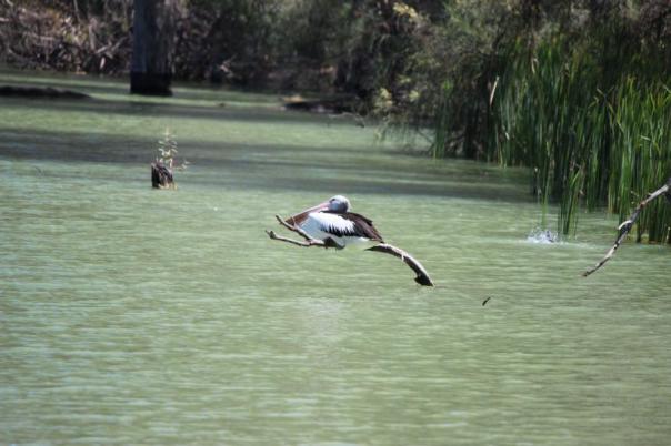 Ein Nickerchen auf einem kleinen Ast, Kings Billabong, Mildura