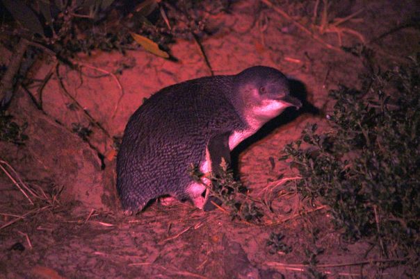 Little Penguin, Bruny Island