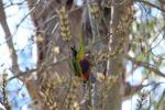 Rainbow Lorikeet, Belair NP, Adelaide