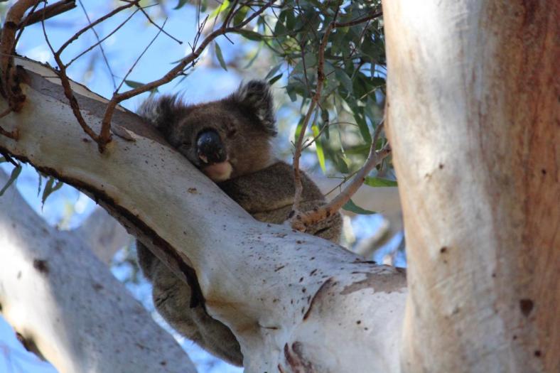 Koala, Belair NP, Adelaide
