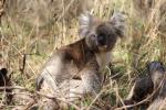 Koala, Belair NP, Adelaide