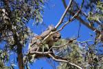 Koala, Belair NP, Adelaide