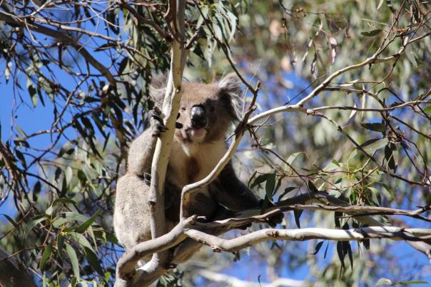 Koala, Belair NP, Adelaide