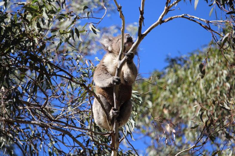 Koala, Belair NP, Adelaide