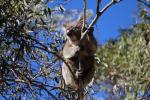 Koala, Belair NP, Adelaide