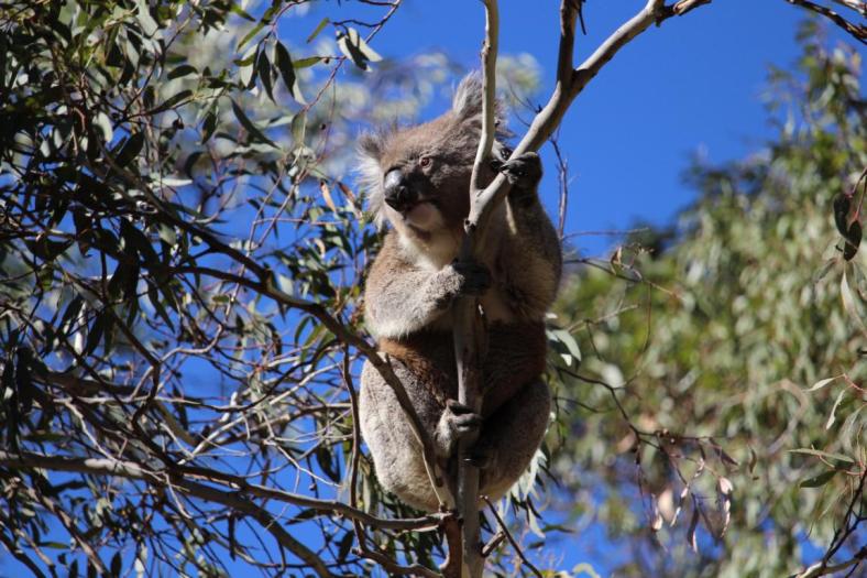 Koala, Belair NP, Adelaide