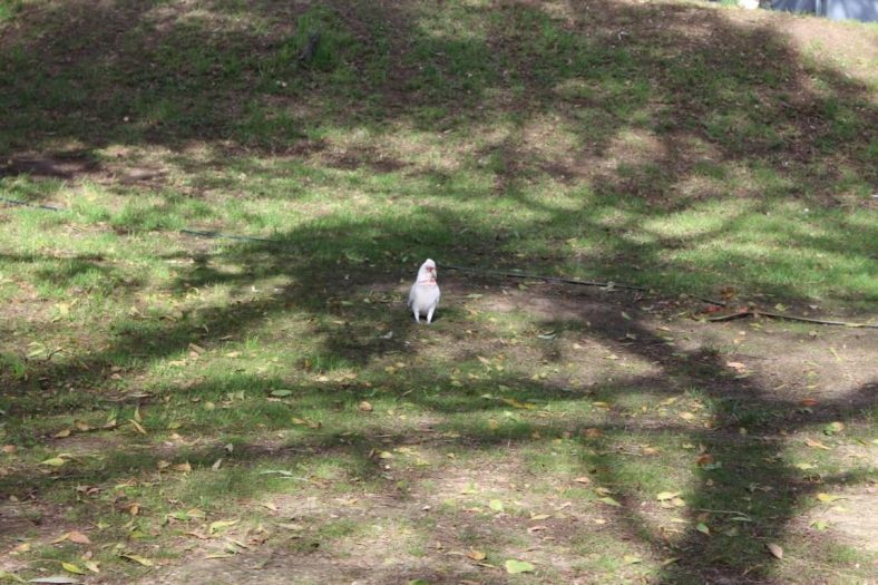 Long-billed Corella, Campingplatz, Belair NP