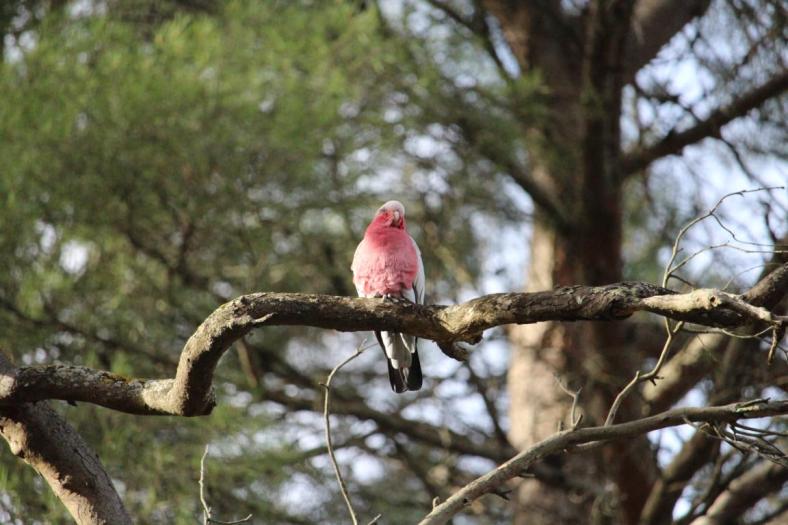 Galah, Belair NP, Adelaide