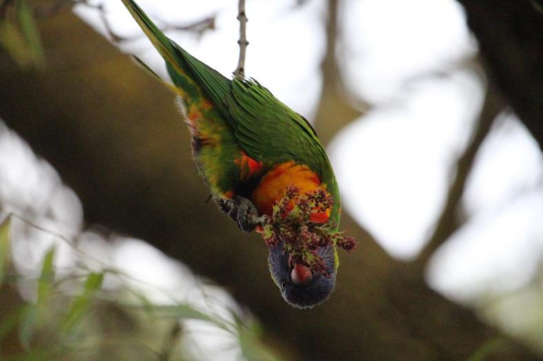 Rainbow Lorikeet, Belair NP, Adelaide