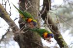 Rainbow Lorikeet, Belair NP, Adelaide