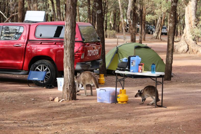 Euros inspizieren unser Camp, Flinders Ranges NP