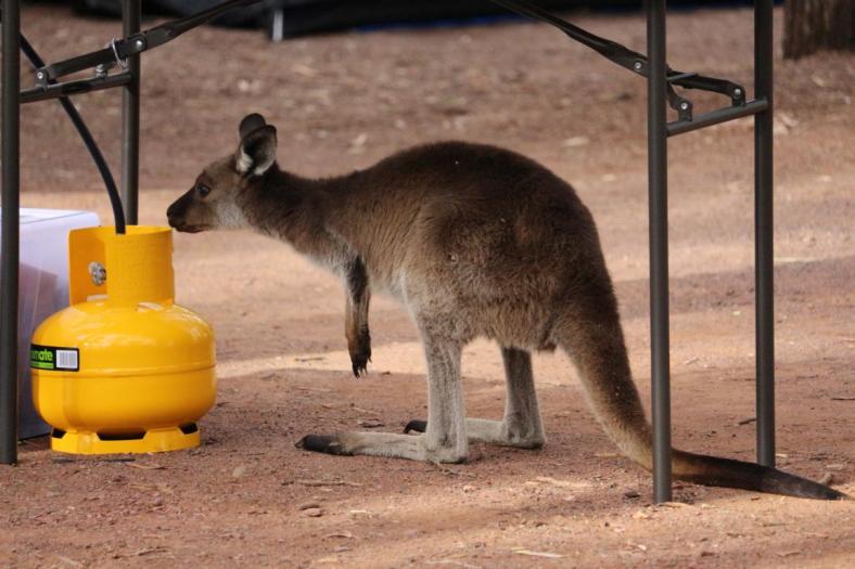 Kann man das essen, Flinders Ranges NP