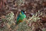 Australian Ringneck, Flinders Ranges NP
