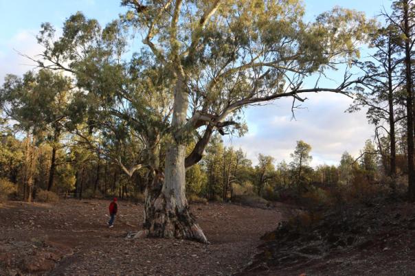 Flinders Ranges NP