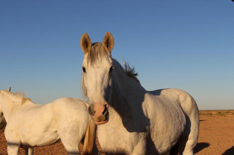Coward Springs, Oodnadatta Track
