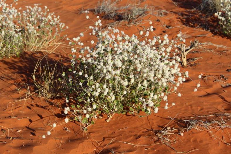 Rainbow Valley Conservation Reserve