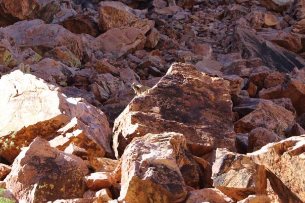 Black-footed Rock Wallaby, West MacDonnell Ranges