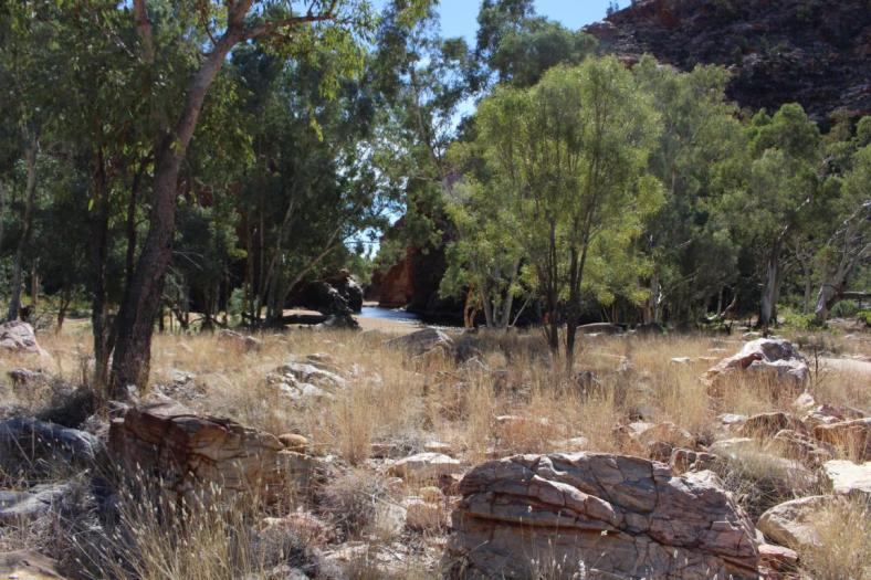 Ellery Creek Big Hole