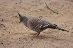 Crested Pigeon, West MacDonnell Ranges