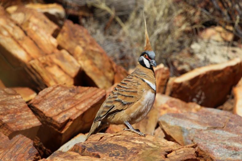 Spinifex Pigeon, Ormiston Gorge