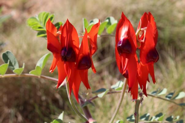 Sturt's Desert Pea