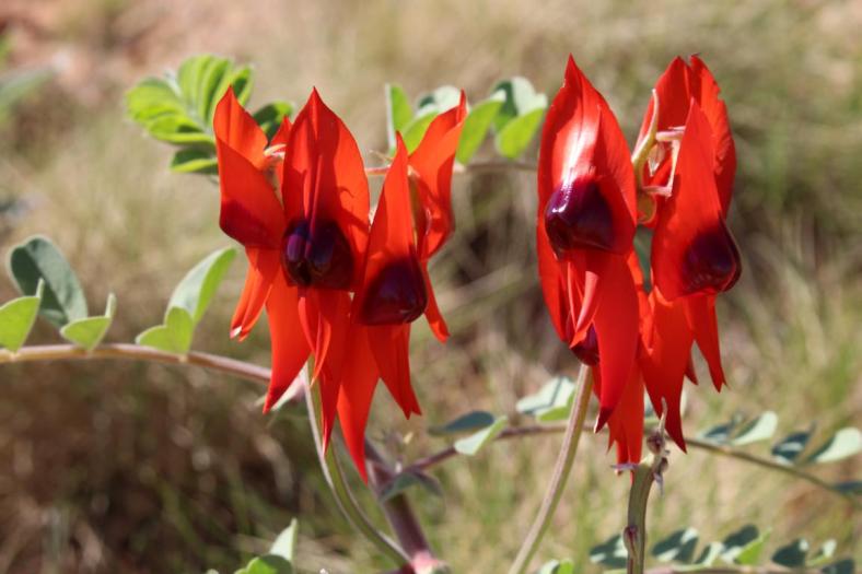 Sturt's Desert Pea