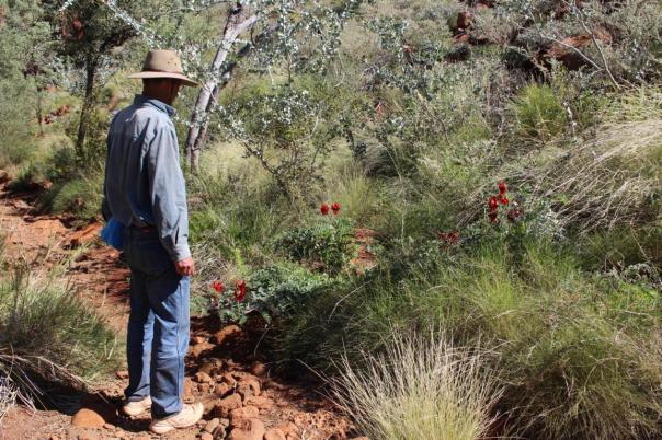 Sturt's Desert Pea
