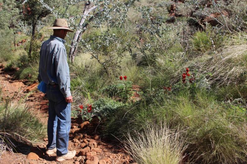 Sturt's Desert Pea