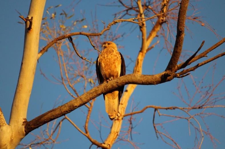 Whistling Kite