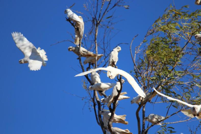 Little Corellas