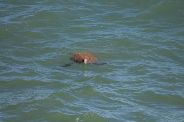 Green Turtle, Port Hedland