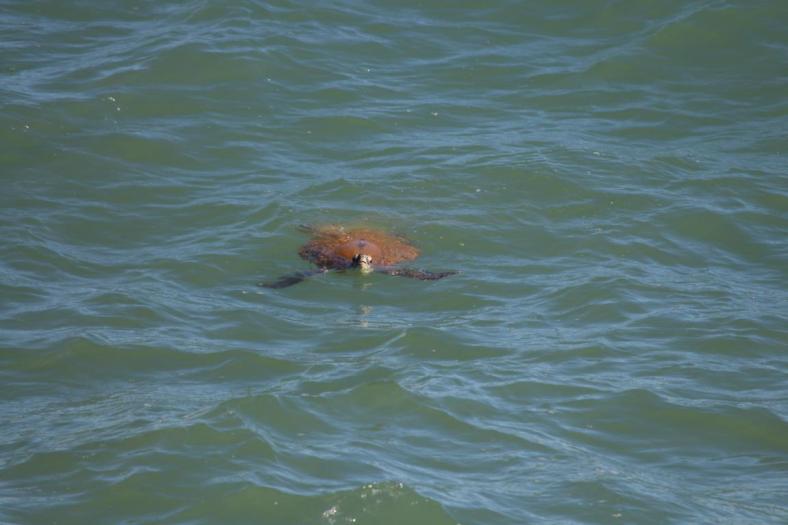 Green Turtle, Port Hedland