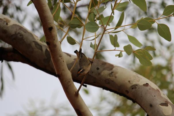 Striatet Pardalote, Karijini NP