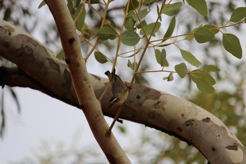 Striatet Pardalote, Karijini NP