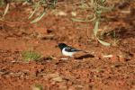 Hooded Robin, Karijini NP