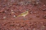 Singing Honeyeater, Karijini NP
