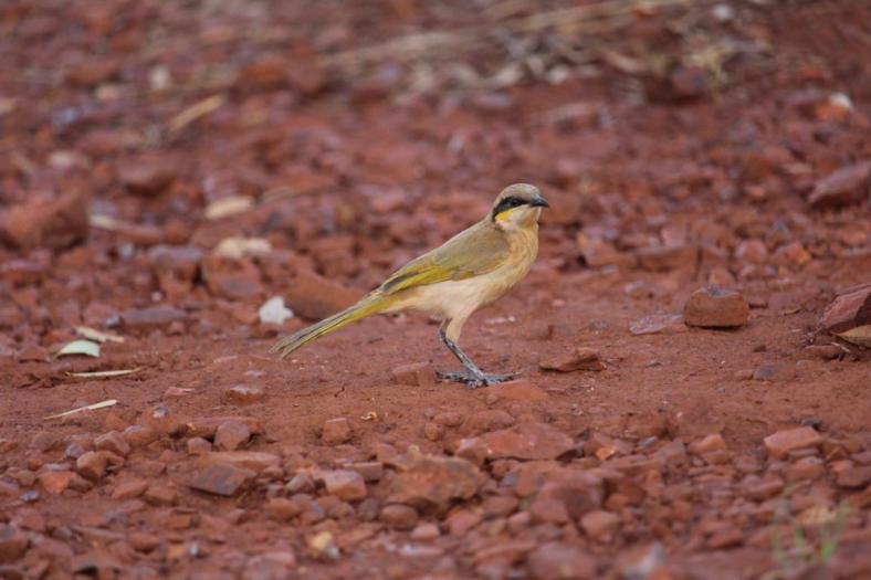 Singing Honeyeater, Karijini NP