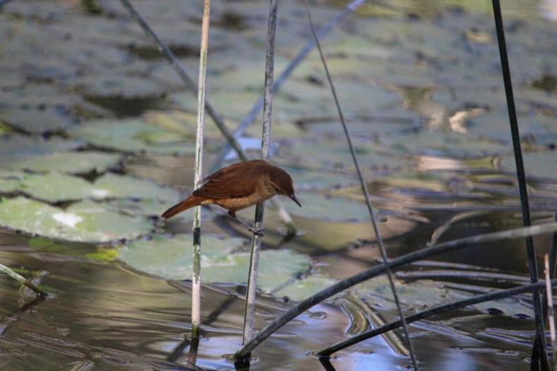 No Name Bird am Pool