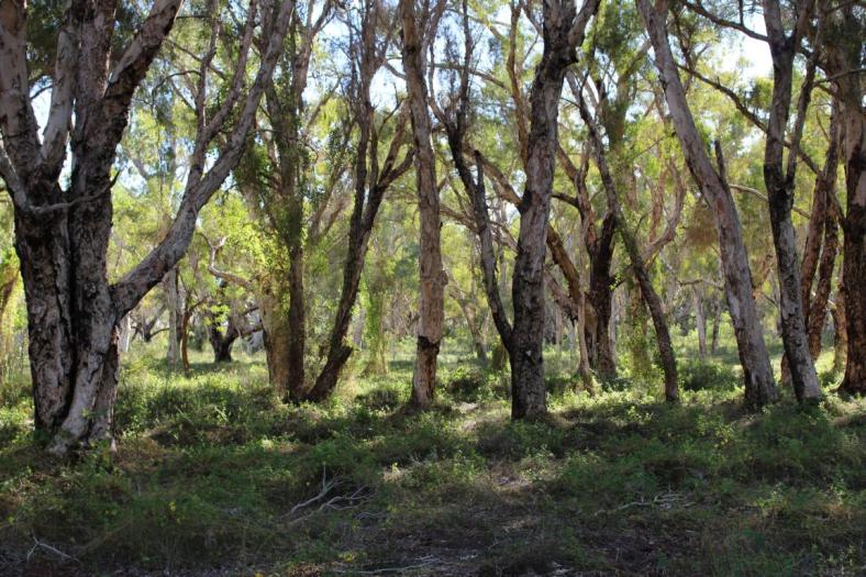 Waldzonen im Millstream Chichester NP