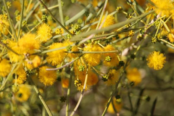 Millstream Chichester NP