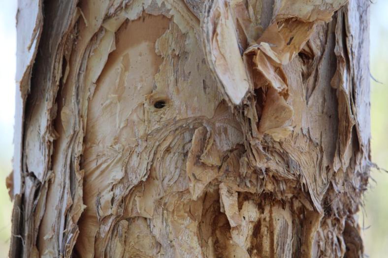 Rinde des Paper Bark Trees