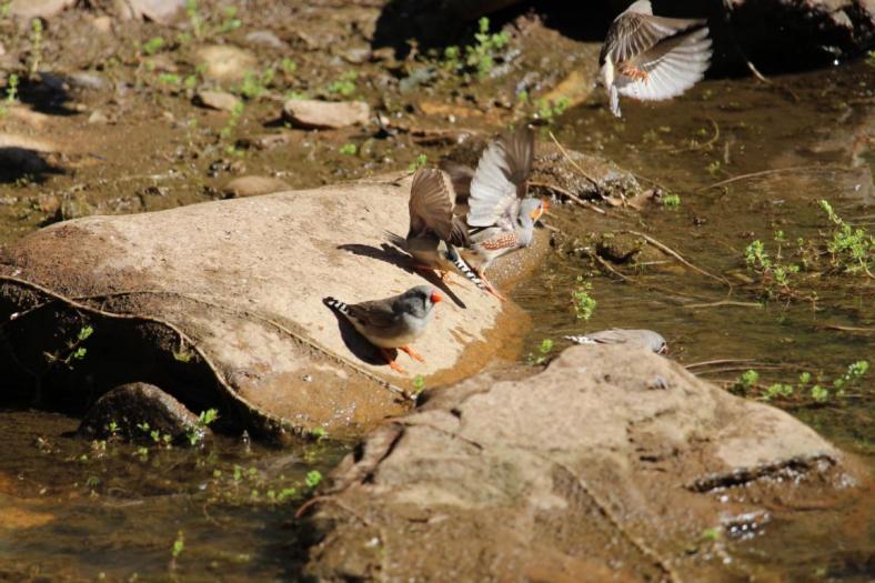 Zebra Finken, Redbank Gorge