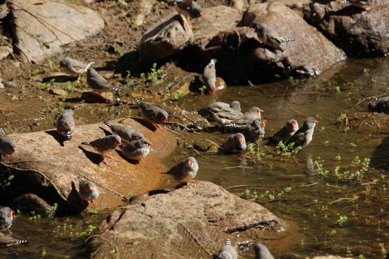 Zebra Finken, Redbank Gorge