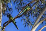 Port Lincoln Ringneck, Finke Gorge NP