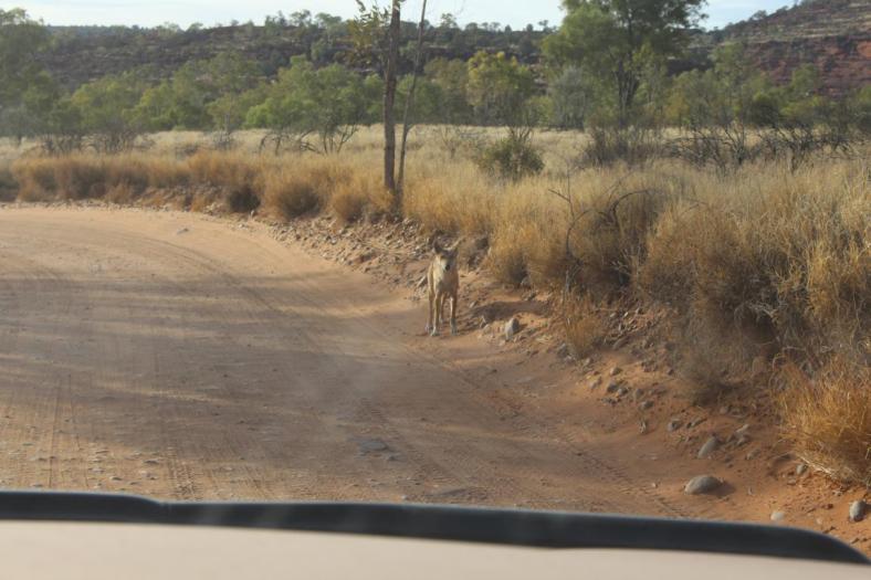 Dingo am Strassenrand, Finke Gorge NP
