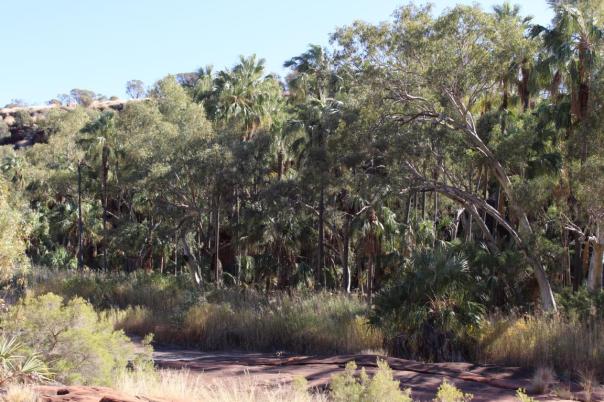 Wanderung im Palm Valley