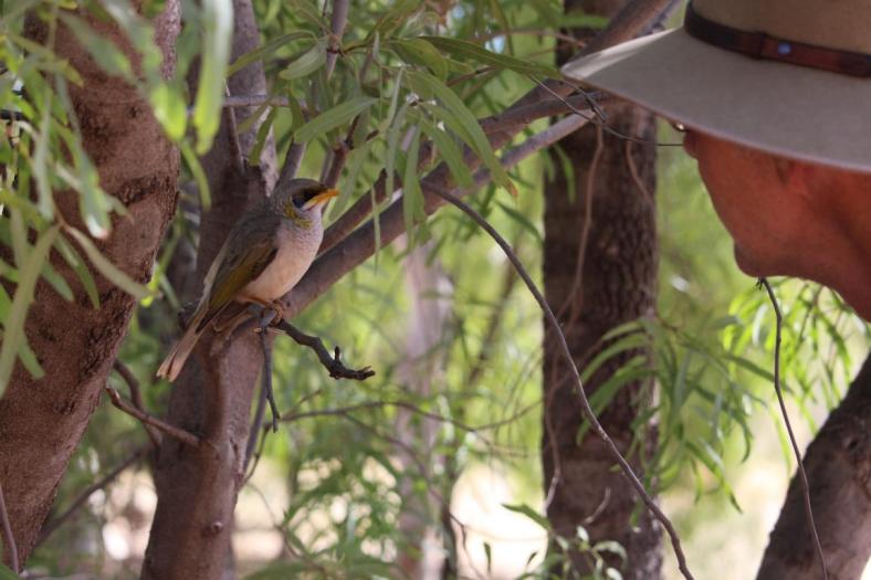 Yellow-throated Miner fliegt nicht weg