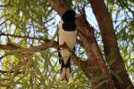 Pied Butcherbird